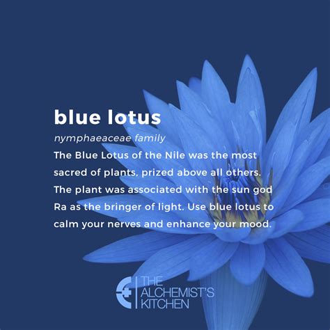 Blue Lotus Flower: Meaning and Symbolism .